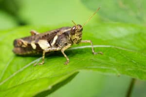cricket resting on a green leaf