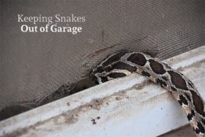 A snake is sneaking into a garage through a crack in the screen with the words, keeping snakes out of garage.
